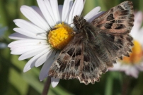 L'Hesprie de la passe-rose (Lpidoptre - Hesperiidae - Carcharodes alceae)